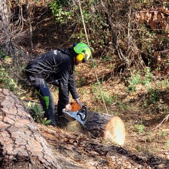 Brandon Tree Care - undefined - Tree Services Near Me Brandon Tree Care - undefined - Tree Services Near Me