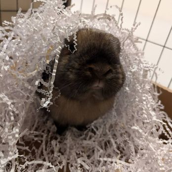 Bun Chia Burrow - Pet Boarding Near Me - Long Beach, California