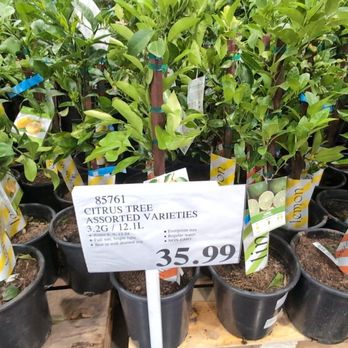 Costco Wholesale - Trees, mostly citrus - Wholesale Stores Near Me - Sacramento, California