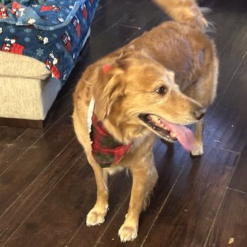 Zen Paws Retreat - Leia sporting her scarf after grooming! - Pet Groomers Near Me Zen Paws Retreat - Leia sporting her scarf after grooming! - Pet Groomers Near Me