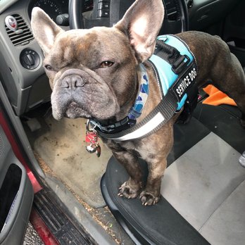 Supermercado - Service dog Rocko. Calm as can be and was leashed. - Mexican Near Me - Portland, Oregon