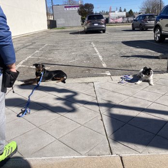 Primal Canine - Pet Training Near Me - Gilroy, California
