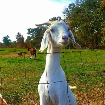 Eckerton Hill Farm - Tim Stark's Eckerton Hill Farm has goats too! - 8/25/2025 - Farmers Market Near Me - Fleetwood, Pennsylvania