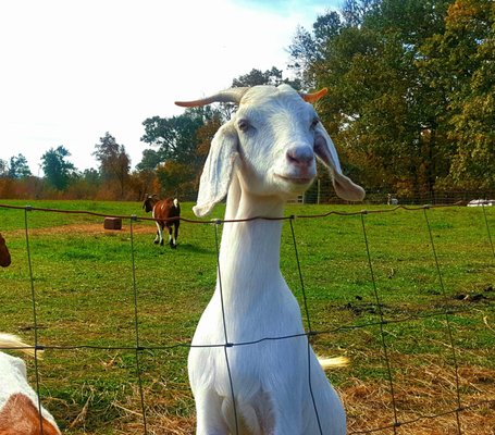 Eckerton Hill Farm by null