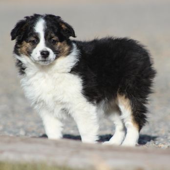 dd mini aussies