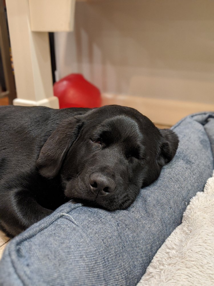 FROM DUSK TILL DOG 495 Photos & 15 Reviews Mantua, New Jersey Pet