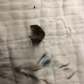 Extra Space Storage - dead mouse body in my baby's cloth diapers - Self Storage Near Me - Washington, DC, District of Columbia Extra Space Storage - dead mouse body in my baby's cloth diapers - Self Storage Near Me - Washington, DC, District of Columbia