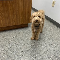 Newport Veterinary Hospital - Petite Goldendoodle at Newport Veterinary Hospital