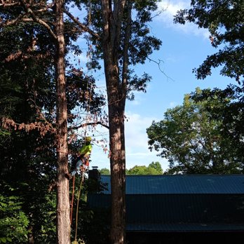 JD Tree Service Tennessee - Tree Services Near Me - Dandridge, Tennessee JD Tree Service Tennessee - Tree Services Near Me - Dandridge, Tennessee