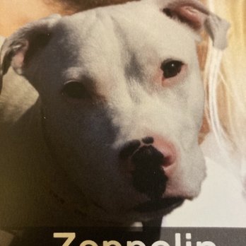 Passion for Pitties - Pet Adoption Near Me