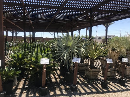 Star Nursery Bullhead City