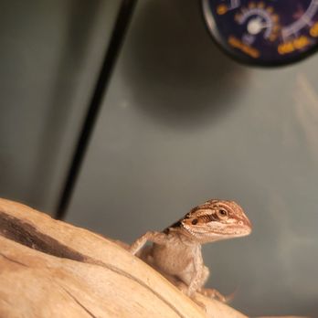 Fins and Fangs - Here's one of the little cuties. - Aquarium Services Near Me - Yucca Valley, California Fins and Fangs - Here's one of the little cuties. - Aquarium Services Near Me - Yucca Valley, California