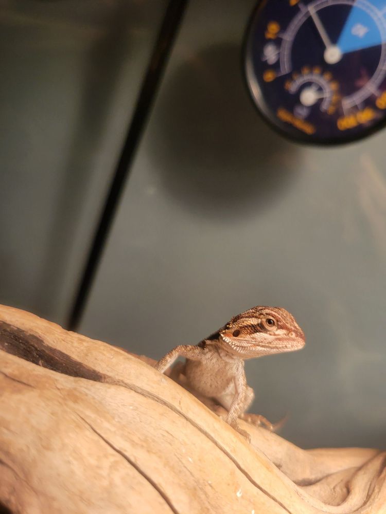 FINS AND FANGS Updated September 2024 22 Photos & 42 Reviews 57466 Twentynine Palms Hwy