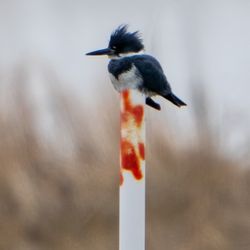 Pleasure House Point Natural Area - Belted Kingfisher