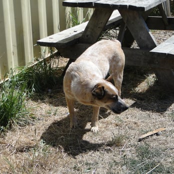 Red Hill Ranch - Meet Hank, a very curious and friendly farm dog. - Fruits & Veggies Near Me - Petaluma, California