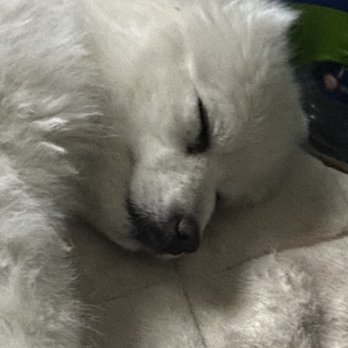 Pets And Friends, LLC - My baby Midget - Pet Cremation Services Near Me - Tyler, Texas Pets And Friends, LLC - My baby Midget - Pet Cremation Services Near Me - Tyler, Texas