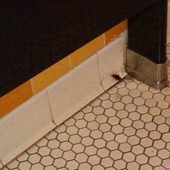 Uncle Julio's - Roach in the men's restroom - Mexican Near Me - Dallas, Texas Uncle Julio's - Roach in the men's restroom - Mexican Near Me - Dallas, Texas