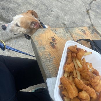 The Zack Shack - a dog looking at a plate of fries - Food Trucks Near Me - Thomaston, Maine