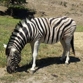 Olympic Game Farm - Zebra - Zoos Near Me - Sequim, Washington Olympic Game Farm - Zebra - Zoos Near Me - Sequim, Washington