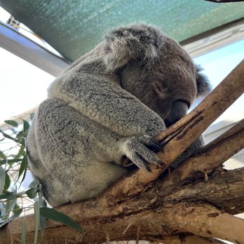 Wild Life Sydney - This boy can sleep - Sydney, NSW Wild Life Sydney - This boy can sleep - Sydney, NSW