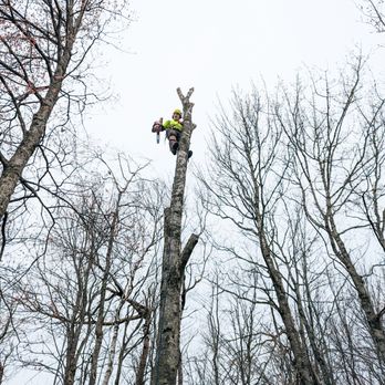 Good Roots Tree Care - Tree Services Near Me
