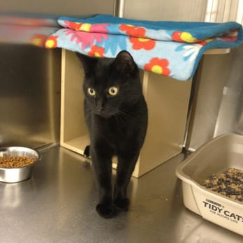 Purrfect Pals - Morocco is only 10 month! He is sooooo sweet :) - Animal Shelters Near Me - Arlington, Washington Purrfect Pals - Morocco is only 10 month! He is sooooo sweet :) - Animal Shelters Near Me - Arlington, Washington