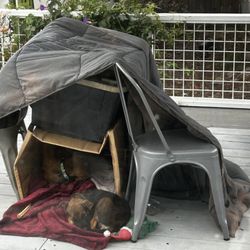 Santa Barbara County Animal Shelter - Artemis and Apollo in safe ( makeshift sleeping quarters. Together and not a peep on all three nights we hosted them.