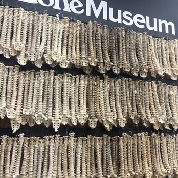 The Bone Museum - Bones - Museums Near Me - Brooklyn, New York The Bone Museum - Bones - Museums Near Me - Brooklyn, New York