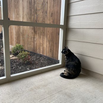 Screenmobile of Round Rock - Cats and clear view through the tough screen. - Door Sales/Installation Near Me Screenmobile of Round Rock - Cats and clear view through the tough screen. - Door Sales/Installation Near Me