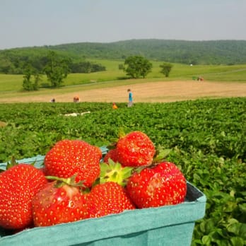 Hartland Orchard - Fruits & Veggies Near Me - Markham, Virginia