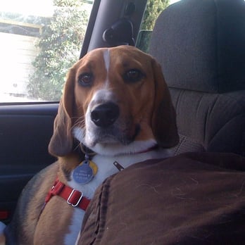 Pups to the Park - Waffle - Dog Walkers Near Me Pups to the Park - Waffle - Dog Walkers Near Me