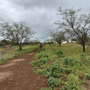 Mauiponies - Horseback Riding Near Me
