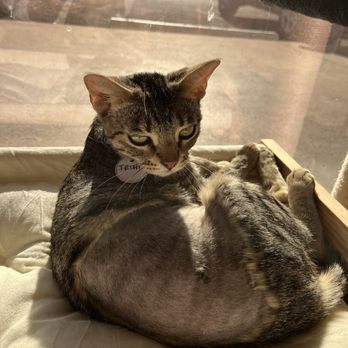 HUNTER’S KITTEN LOUNGE - Updated August 2025 - 70 Photos & 11 Reviews