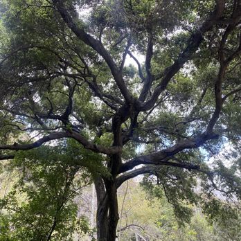 Mystic Canyon Hiking Trail - Hiking Near Me - Glendora, California Mystic Canyon Hiking Trail - Hiking Near Me - Glendora, California