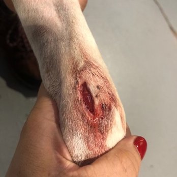 Countryside Animal Clinic - My dogs photo that the dr saw to treat and diagnose - Veterinarians Near Me - Northbrook, Illinois Countryside Animal Clinic - My dogs photo that the dr saw to treat and diagnose - Veterinarians Near Me - Northbrook, Illinois