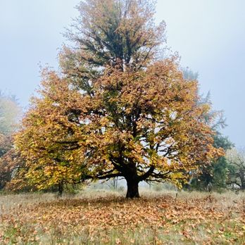 Elkamp - More trees! - Campgrounds Near Me - Mineral, Washington