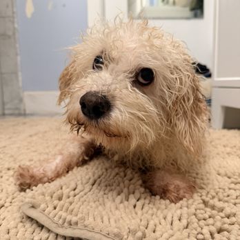 Soulmate Animal Rescue - Pet Adoption Near Me Soulmate Animal Rescue - Pet Adoption Near Me