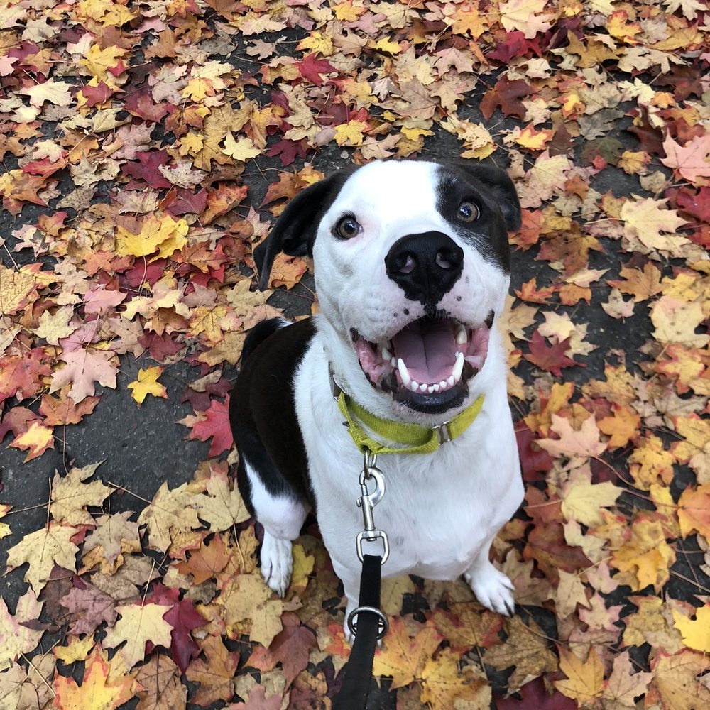 Doggie Academy - Well behaved boy - Pet Training Near Me - Brooklyn, New York