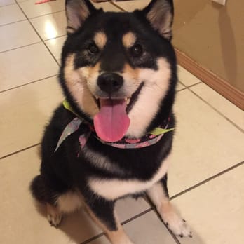 Fuzzy Friends - Kei the Shiba Inu! - Pet Groomers Near Me - Renton, Washington Fuzzy Friends - Kei the Shiba Inu! - Pet Groomers Near Me - Renton, Washington