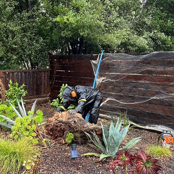 Lorenzo's Tree Service - Tree - Tree Services Near Me Lorenzo's Tree Service - Tree - Tree Services Near Me
