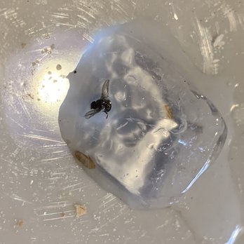 Bluewater Distilling - Fly in the ice cube of a cocktail - Distilleries Near Me - Everett, Washington