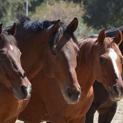 Let's Ride Equestrian Therapy Programs - Four of the program's amazing horsres
