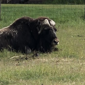 Musk Ox Farm - CSA Near Me - Palmer, Alaska