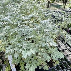 Ebenezer Rose & Garden Nursery