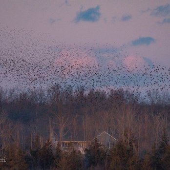 Shawangunk Grasslands National Wildlife Refuge - 1000's of starlings in what's known as a murmuration - Parks Near Me - Wallkill, New York Shawangunk Grasslands National Wildlife Refuge - 1000's of starlings in what's known as a murmuration - Parks Near Me - Wallkill, New York