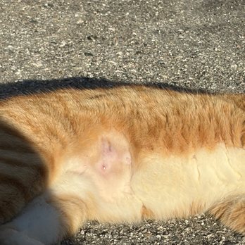 ACCESS Pasadena - Emergency Pet Hospital Near Me - Pasadena, California