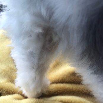 PetSmart - Pet Training Near Me - Hattiesburg, Mississippi