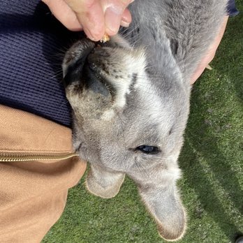 Fall City Wallaby Ranch - Ranches Near Me - Fall City, Washington