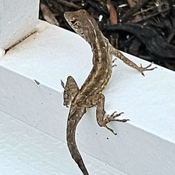 Inn at the Beach - Lizards everywhere