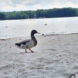 Mary Alice Park - Plenty of ducks and geese at Mary Alice Park.